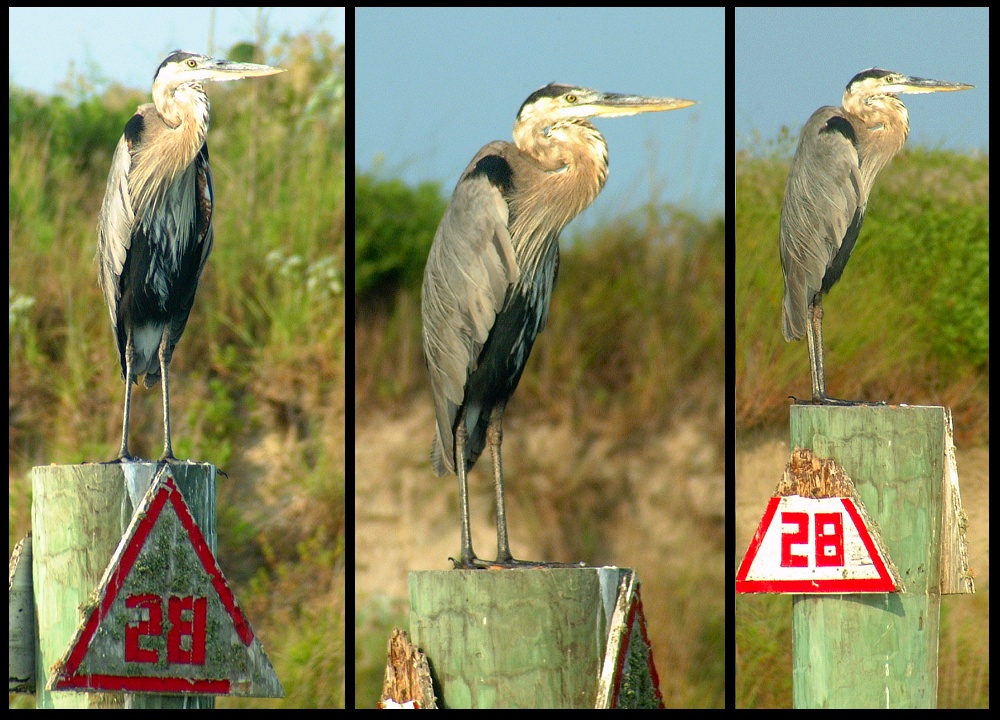 (05) montage (great blue heron).jpg   (1000x720)   299 Kb                                    Click to display next picture